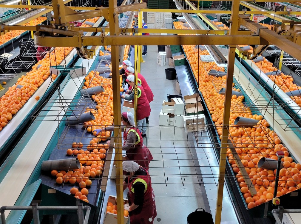 Línea de producción de cítricos